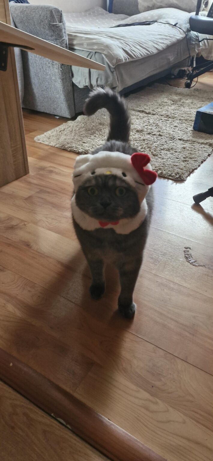 朝の5時半になっても寝かせてくれないようなモンスターを引き取りたい人はいないでしょうか？