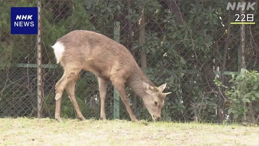 大阪市の住宅街出没のシカ 受け入れ先のキャンプ場に到着