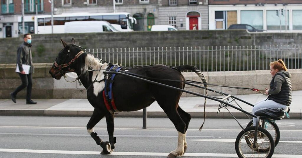 国道のサルキーズ：馬の死を受けて大規模な抗議活動が計画されている