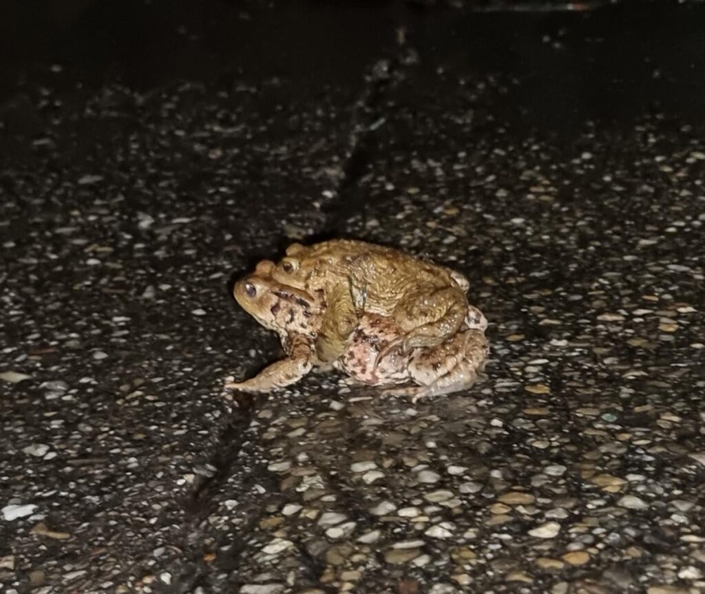 ダブルデッカー発見！！ :D