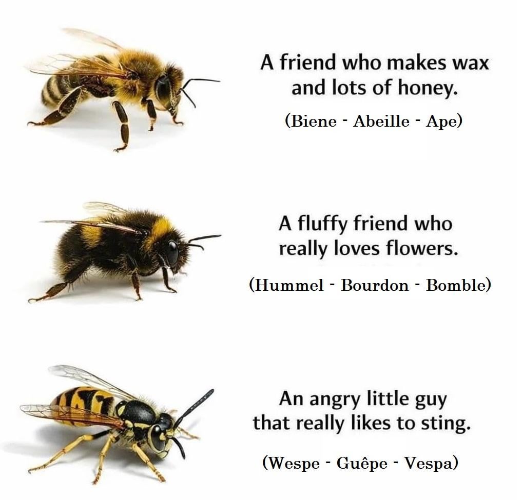 春がやって来ます！混同しないでください 🌸🐝