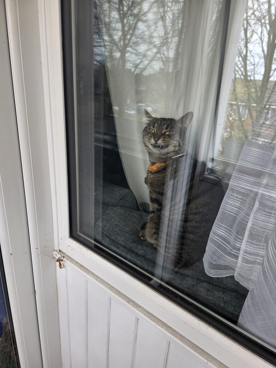 にゃーんちゃん