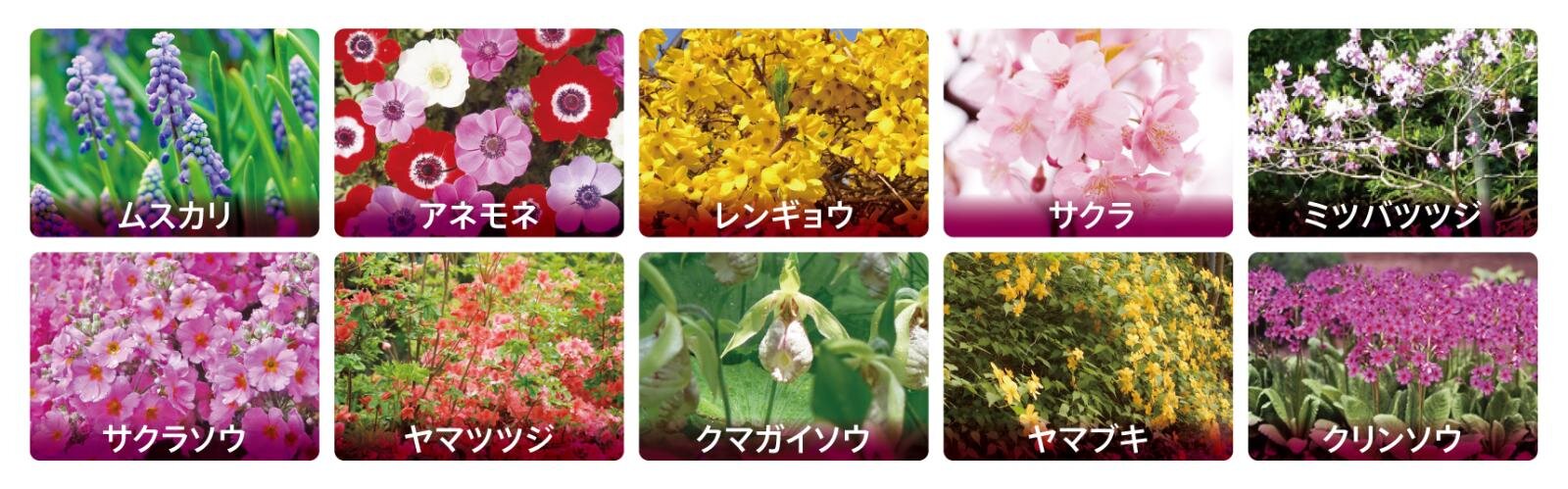 富士山麓に咲く芝桜「富士芝桜まつり」山梨・富士河口湖で、ピンク・赤・紫の花のじゅうたん｜写真10