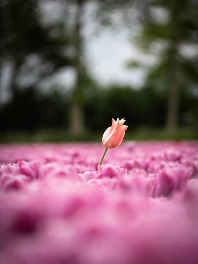 今年ももうすぐその時期がやってきます