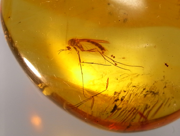 【フェア】化石鉱物 Museum ～地球のキセキ～ | イベント | 奈良 蔦屋書店