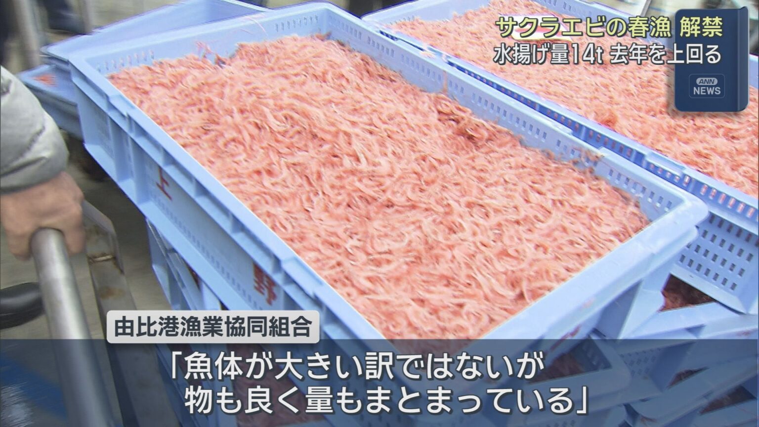 初日の水揚げ量は前年を１０トン近く上回る　サクラエビの春漁が解禁 - LOOK 静岡朝日テレビ