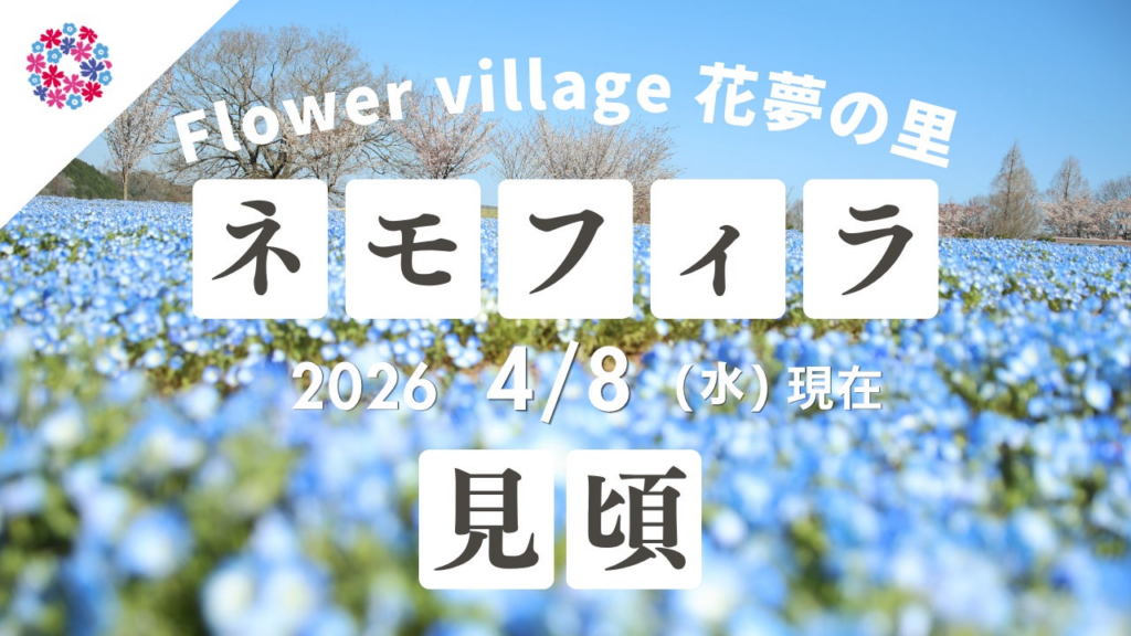 【広島／世羅】ネモフィラ・芝桜が見ごろです！芝桜とネモフィラの丘《Flower village 花夢の里》 | 株式会社 世羅高原農場のプレスリリース