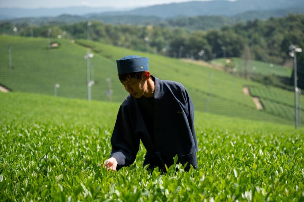 JWマリオット・ホテル奈良で楽しむ上久保茶園との特別な新茶体験ランチ - VOIX