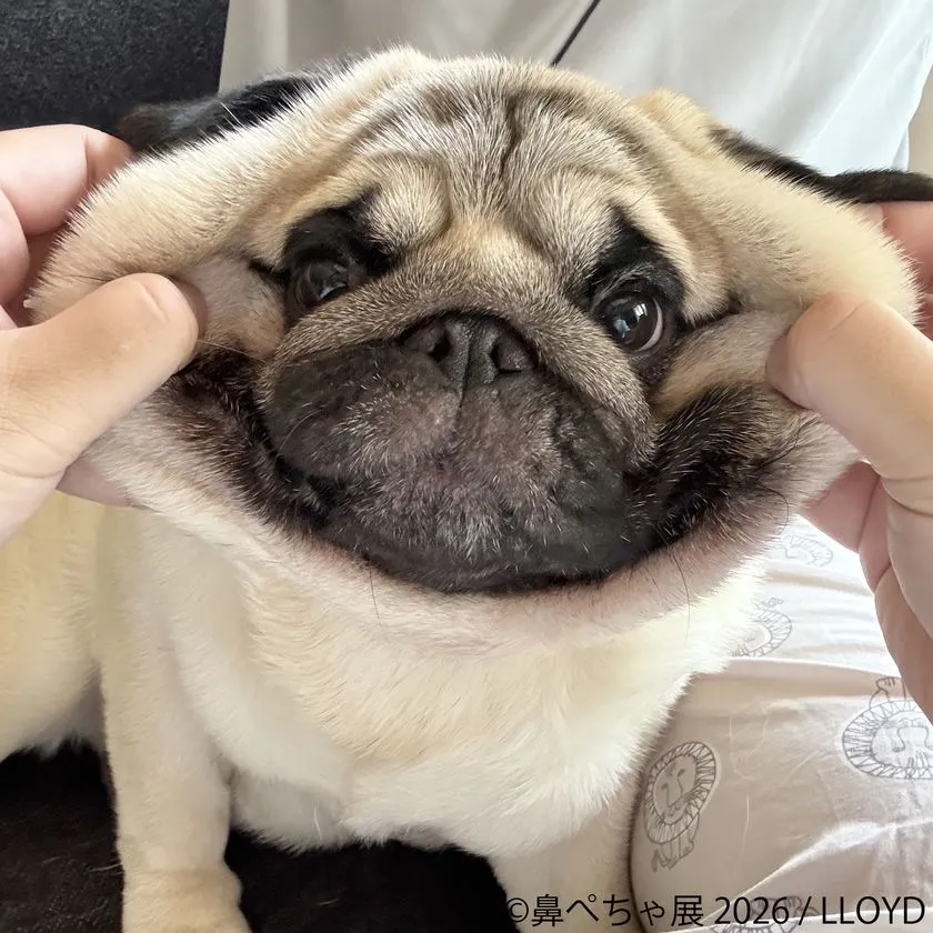 ぶひ可愛さ満喫の展示空間！ BACON「鼻ぺちゃ展 2026」