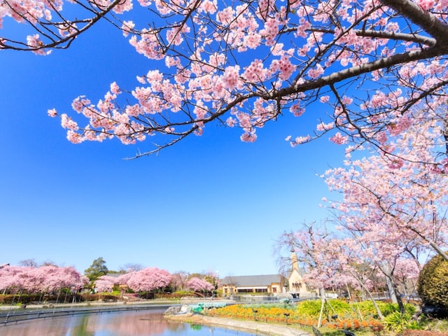 「心落ち着く春の景観」三重県の“行ってみたい&好きな桜の名所”ランキング1位がすごい!【2026年調査】(All About NEWS)|dメニューニュース(NTTドコモ) 「心落ち着く春の景観」三重県の“行ってみたい&好きな桜の名所”ランキング1位がすごい!【2026年調査】