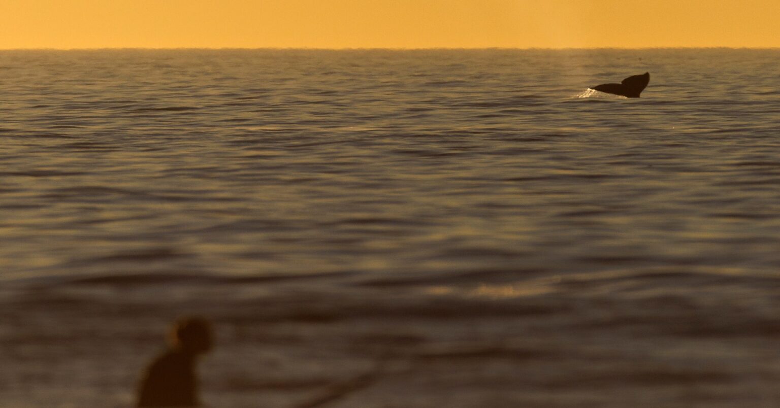 米絶滅危惧種委員会、メキシコ湾石油業者を規制対象外に | ロイター