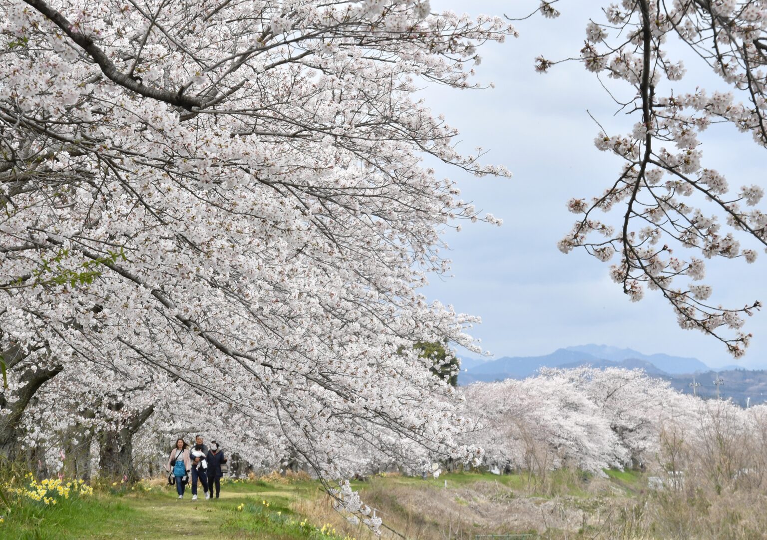 栃木市北部の桜の名所で4月5日「にしかた金崎の桜祭り」ステージや模擬店で賑やかに | とりぷれ 栃木市北部の桜の名所で4月5日「にしかた金崎の桜祭り」ステージや模擬店で賑やかに | とりぷれ