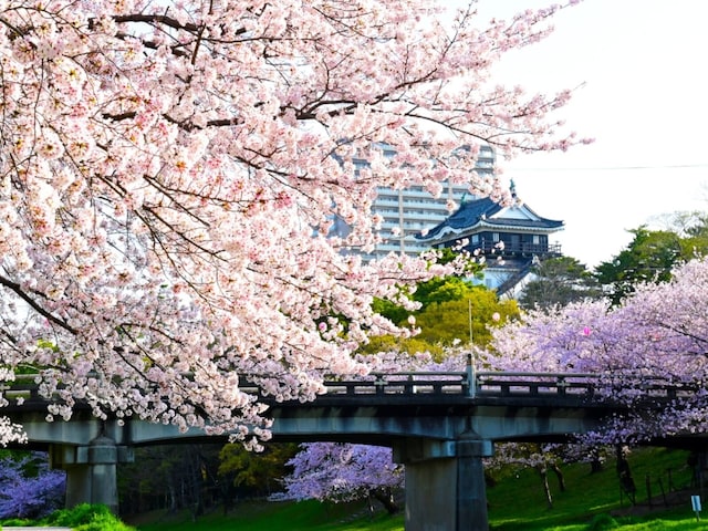 「昼と夜で違った顔に……」愛知県の“行ってみたい&好きな桜の名所”ランキング1位に反響!【2026年調査】(All About NEWS)|dメニューニュース(NTTドコモ) 「昼と夜で違った顔に……」愛知県の“行ってみたい&好きな桜の名所”ランキング1位に反響!【2026年調査】