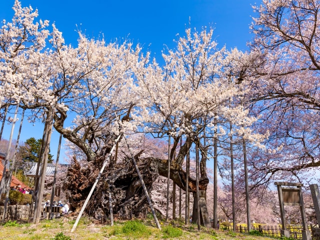 山梨県の「行ってみたい&好きな桜の名所」TOP10! 2位「山高神代桜」を抑えた1位は?【2026年調査】(All About NEWS)|dメニューニュース(NTTドコモ) 山梨県の「行ってみたい&好きな桜の名所」TOP10! 2位「山高神代桜」を抑えた1位は?【2026年調査】