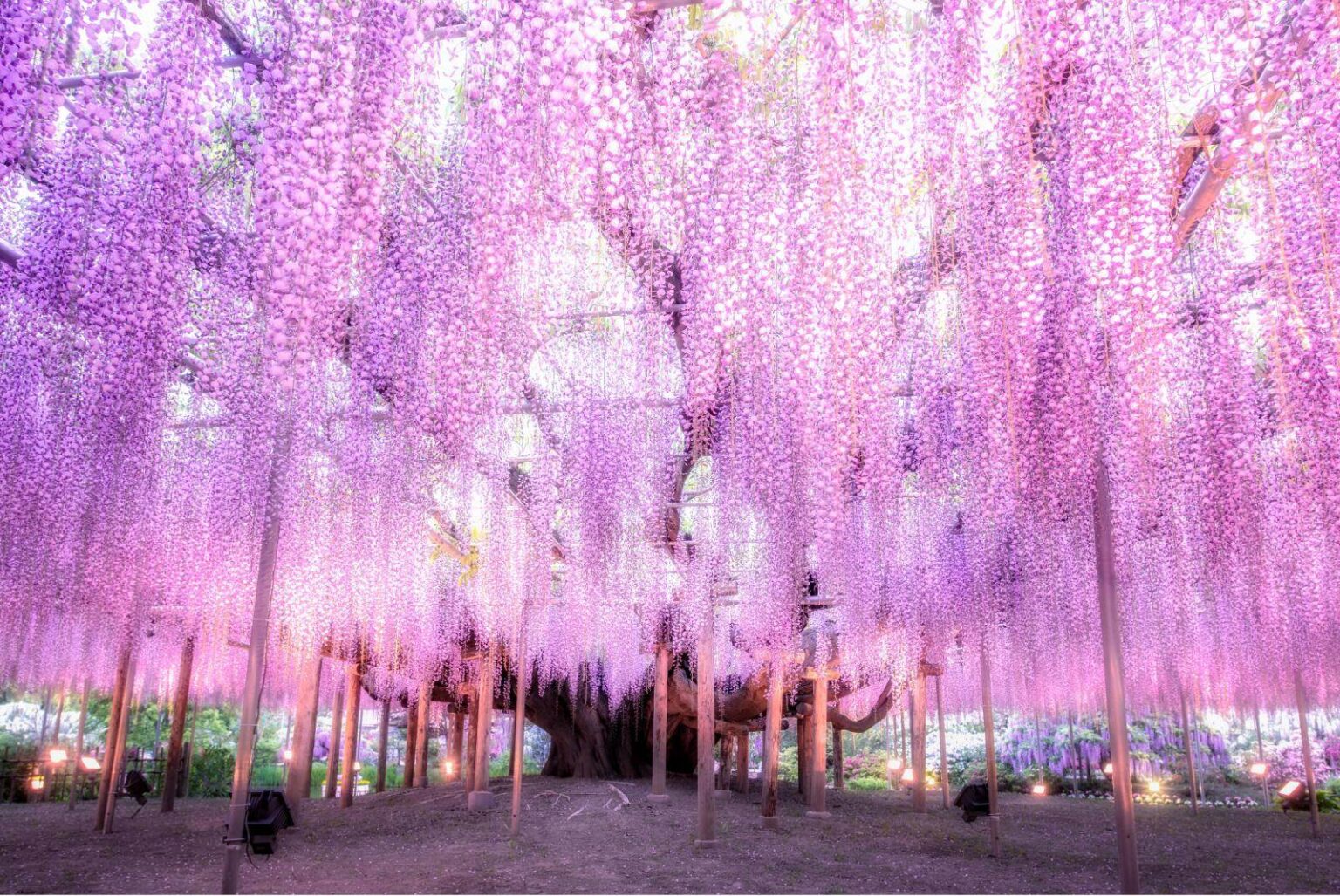 あしかがフラワーパーク「ふじのはな物語~大藤まつり2026~」350本以上の藤が見頃、ライトアップも – ファッションプレス あしかがフラワーパーク「ふじのはな物語~大藤まつり2026~」350本以上の藤が見頃、ライトアップも - ファッションプレス