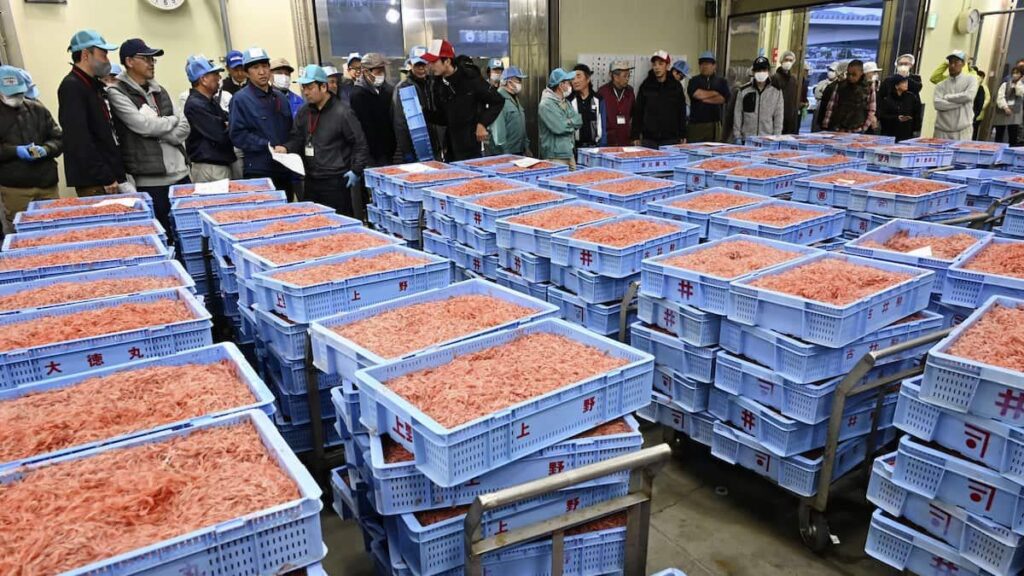 サクラエビ「春の初競り」 静岡市清水区・由比漁港、水揚げ約14トンで昨春の3倍超