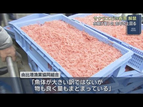 YouTube Video 初日の水揚げ量は前年を１０トン近く上回る　サクラエビの春漁が解禁