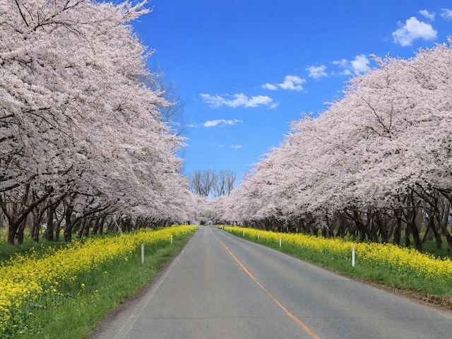 「歴史的な街並みと調和して」秋田県の“行ってみたい＆好きな桜の名所”7選！ 最多票獲得の1位は？【2026年調査】