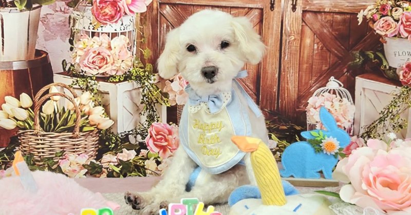 (( 2026.04.05 )).本日ご来店のモデルくん🐶🐾⁡⁡⁡⁡⁡今月17歳のお誕生日だそうです！⁡⁡🎉🎂Happy Birthday...（2026.04.05） | 福島市のトリミングサロン 犬の美容室Poo（プー）│トリミング・ペットホテル・南福島・ペット