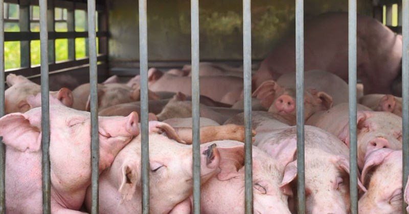 アフリカ豚コレラに感染した豚の群れを消費のために運ぶ運転手 アフリカ豚コレラに感染した豚の群れを消費のために運ぶ運転手