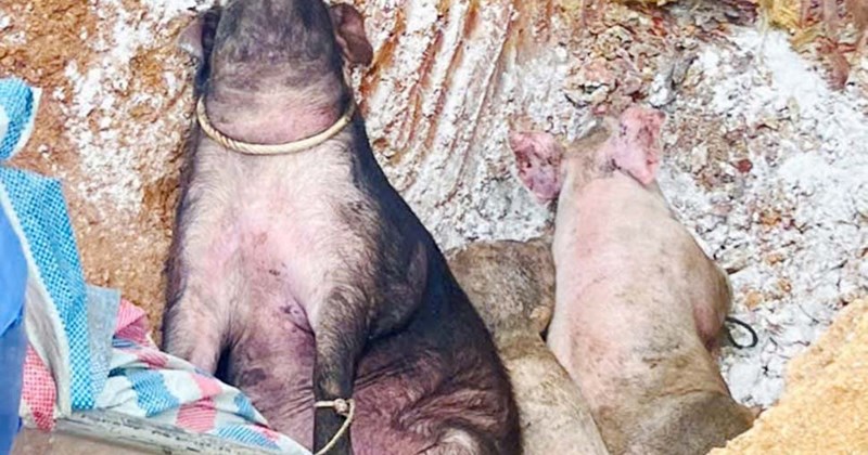 ハティン省でアフリカ豚コレラが発生、1,000頭以上の病気の豚を処分