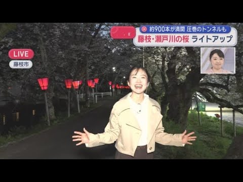 YouTube Video 【中継】900本が満開…2キロに渡る桜のトンネル 静岡・藤枝市の瀬戸川の桜ライトアップ
