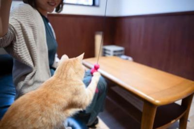 広島県動物愛護センター 猫ふれあい体験（5月）