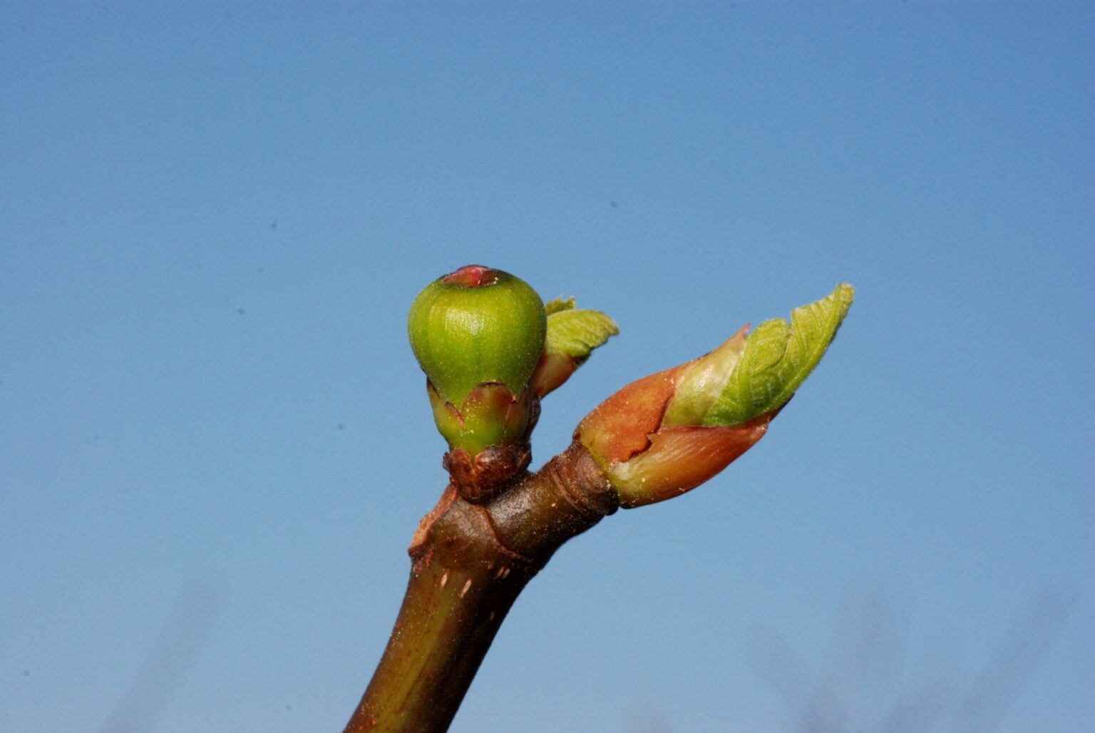 【フランス植物療法の権威が５月来日！明かされる植物の癒しの力】７年ぶりの公式イベント＆初のメディア取材会を開催 | 一般社団法人 日本ジェモセラピー協会のプレスリリース