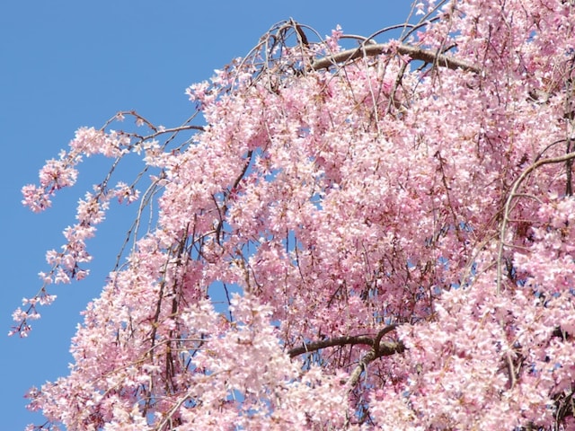 「普通の桜とは違う」長崎県の“行ってみたい＆好きな桜の名所”ランキング！ 「真竹谷のしだれ桜群」を抑えた1位は？【2026年調査】