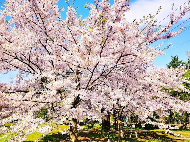 「上から見ると圧巻」北海道の“行ってみたい＆好きな桜の名所”TOP8！ 1位に絶賛の声【2026年調査】