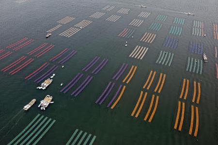 佐賀のり、日本一奪還へ 販売額、兵庫抑え４年ぶり | 全国のニュース | 福井新聞ONLINE