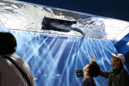 ビワコナマズの新水槽完成 破損事故受け再建、滋賀 | 全国のニュース | 福井新聞ONLINE ビワコナマズの新水槽完成 破損事故受け再建、滋賀 | 全国のニュース | 福井新聞ONLINE