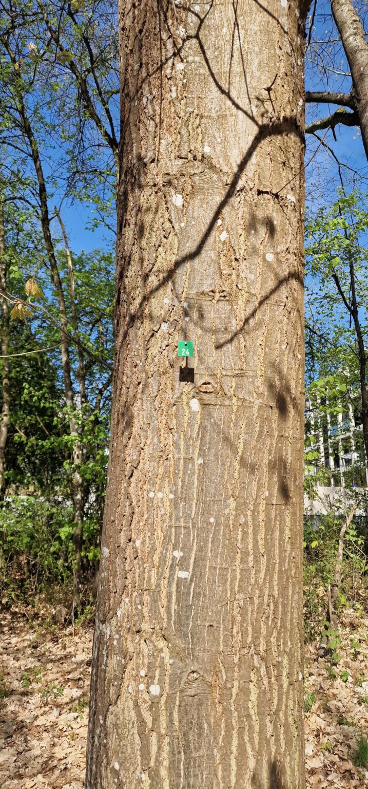 木に釘付けされた数字