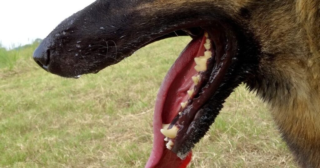 沖縄市で大型犬２匹うろつく　ジャーマンシェパードか　発見至らず、署が注意呼びかけ