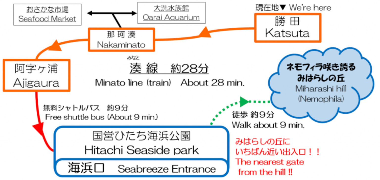 ひたちなか海浜鉄道、今年も無料の「ネモフィラシャトルバス」運行。阿字ヶ浦駅～国営ひたち海浜公園 お得な「湊線1日フリー切符」も - トラベル Watch