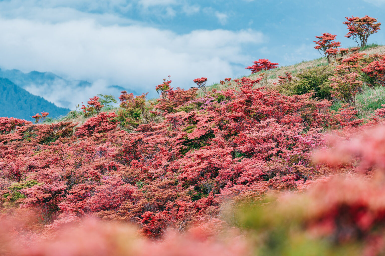 奈良・葛城山の「一目百万本ツツジ」を楽しむ宿泊プラン。山頂で味わう朝食弁当＆銭湯サウナ付き 送迎付きプラン/サイクリングプラン - トラベル Watch