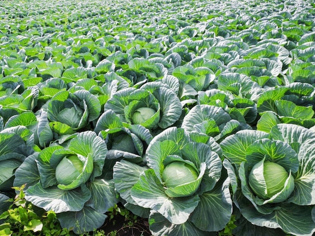 『桃太郎電鉄』で読むのが難しいと思う「群馬県の物件駅」ランキング! 2位「嬬恋」を抑えた1位は?【2026年調査】(All About NEWS)|dメニューニュース(NTTドコモ) 『桃太郎電鉄』で読むのが難しいと思う「群馬県の物件駅」ランキング! 2位「嬬恋」を抑えた1位は?【2026年調査】