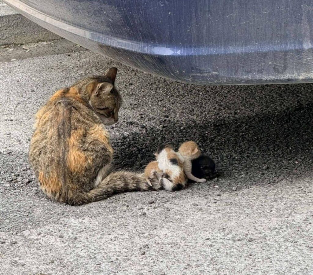 ヴォロス：現代の「怪物」が生まれたばかりの子猫を母親の尻尾に縛り付けた