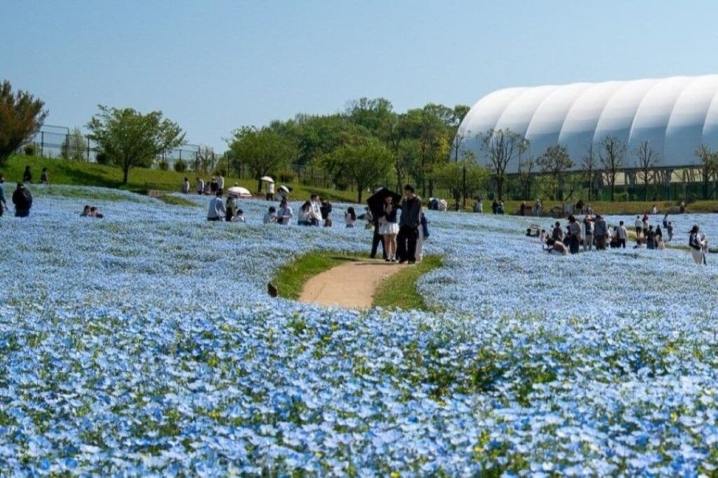 香川県の「国営讃岐まんのう公園」で見頃のネモフィラの青い絨毯　春限定の絶景に注目集まる 4月中旬～下旬限定の幻想的な景色 | LIMO | くらしとお金の経済メディア