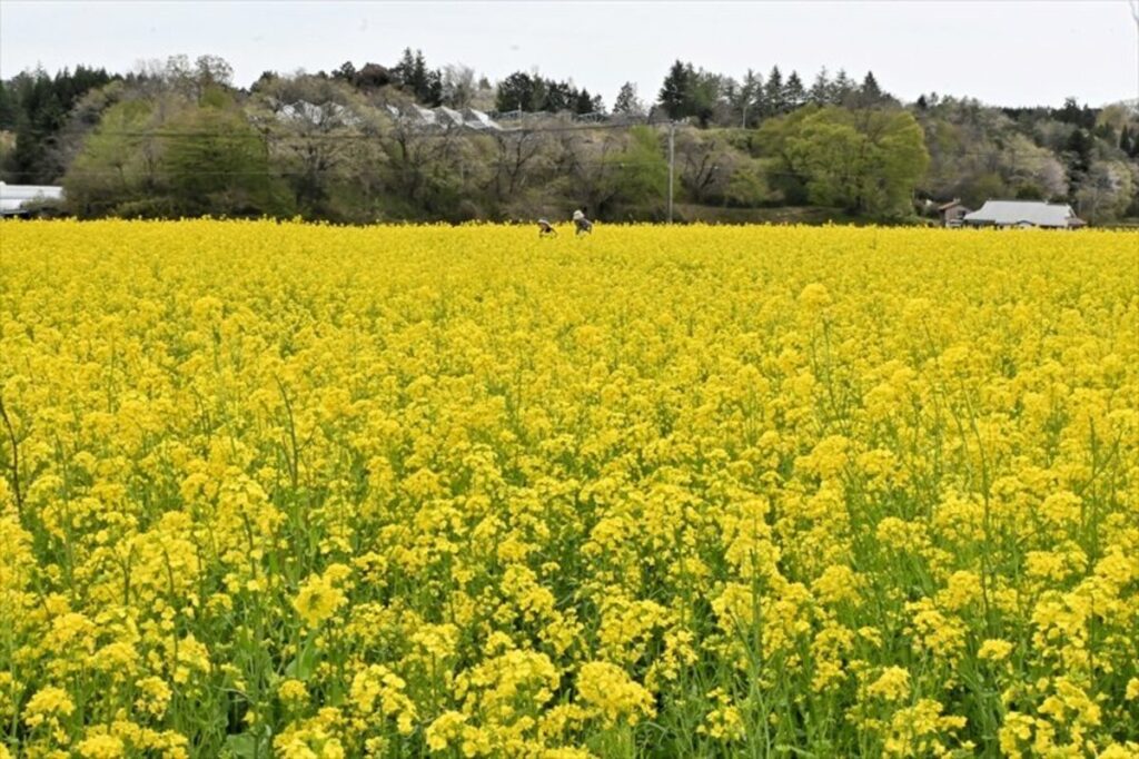 福島県白河市で「菜の花まつり」　遊休農地２ヘクタールに黄色の絶景広がる | 福島民報デジタル