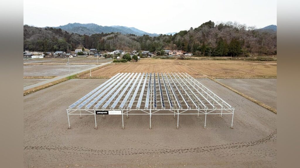 兵庫県 豊岡市 ソーラーシェアリング 太陽光パネルの下で水稲や野菜を栽培 : 読売新聞