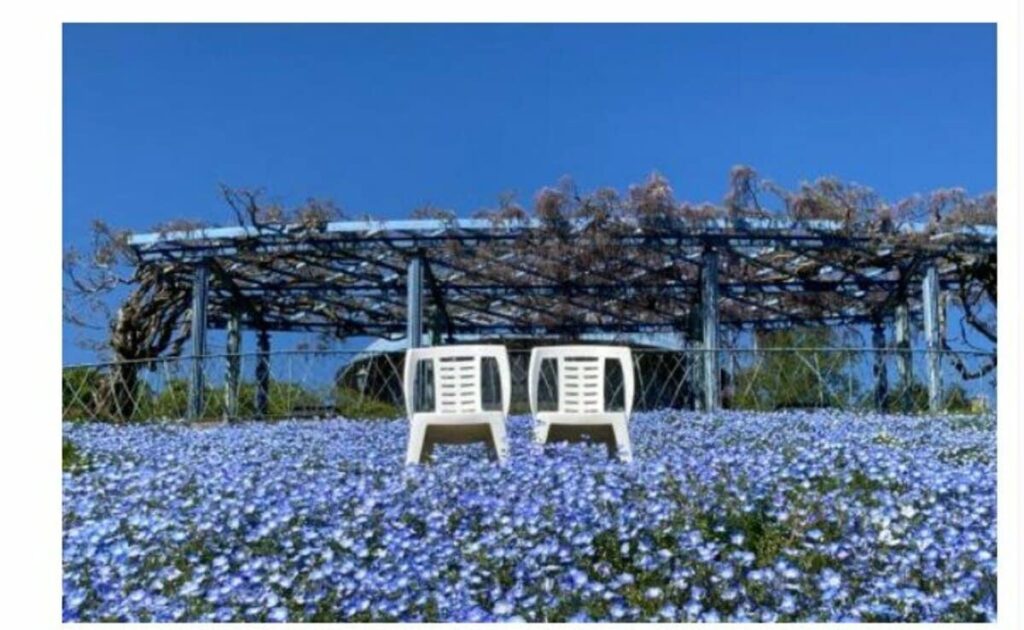 【京都府】絶景ネモフィラ×『ラブライブ！』が強力タッグ！「ガーデンミュージアム比叡」が営業開始 意外と近い？大阪・京都からのアクセスと入園料つき！ | LIMO | くらしとお金の経済メディア