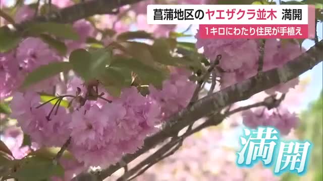 3種のヤエザクラ約100本が1キロにわたり満開 富士町菖蒲地区の人が「総出で植えた」桜【佐賀県】