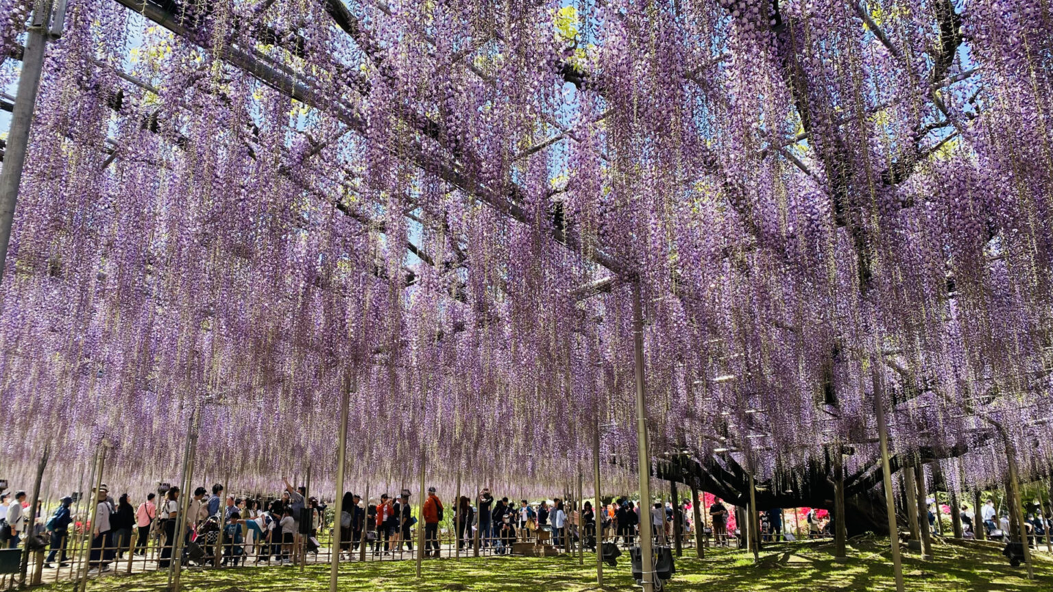 【イベント告知】あしかがフラワーパークの「大藤」が満開。昨年より1週間早く見頃に - デジカメ Watch