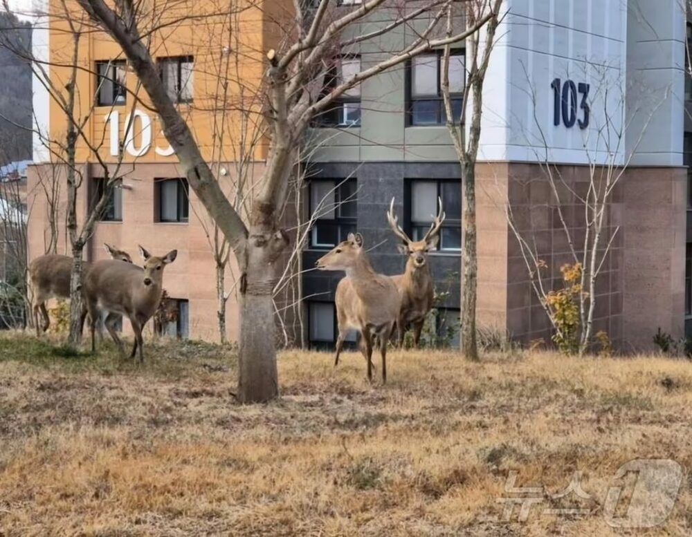 韓国・農場からシカ5頭が脱走…夜を徹した大規模捜索　写真枚　国際ニュース：AFPBB News