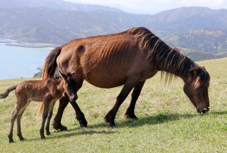 野生馬の出産シーズン到来 宮崎最南端の都井岬 | 全国のニュース | 福井新聞ONLINE