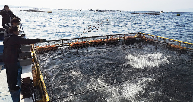 鹿児島県垂水市 かんぱちエサやり体験イベント