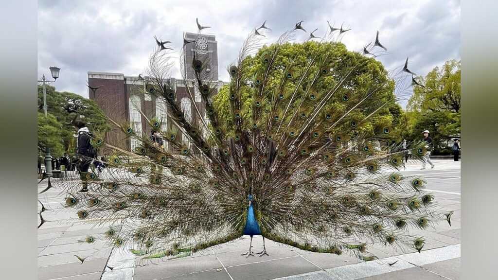 京都大学 のアイドル・クジャク「サカタニ」は今日も羽を広げてキャンパスを悠然と歩く…非公認サークルの創設者が卵から孵化、同好会で飼育 : 読売新聞