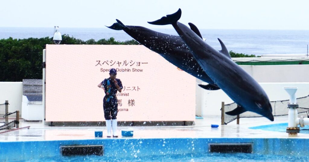 オキちゃん ありがとう　沖縄美ら海水族館　半世紀の歩み追悼
