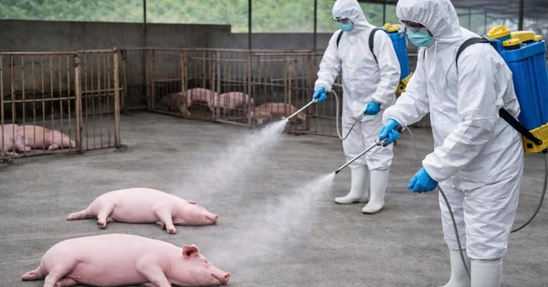 アフリカ豚コレラが蔓延、ニンビン省で7,100頭以上の豚を処分